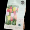 Tulpenbollen | Action NL* New