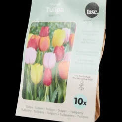 Tulpenbollen | Action NL* New