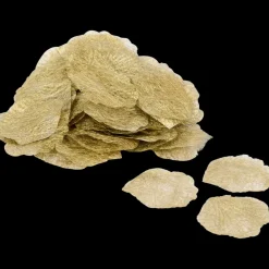 Winterroos bloemblaadjes | Action NL* Hot